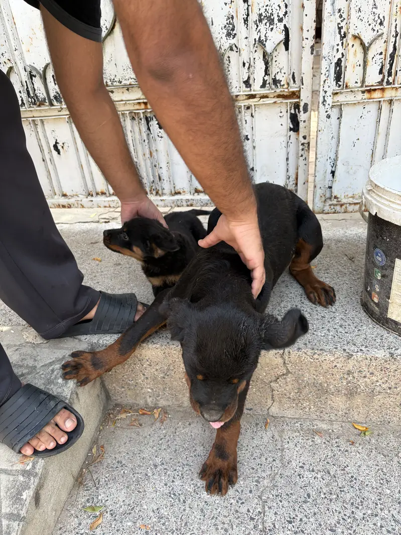 Rottweiler puppy for sale — photo 4
