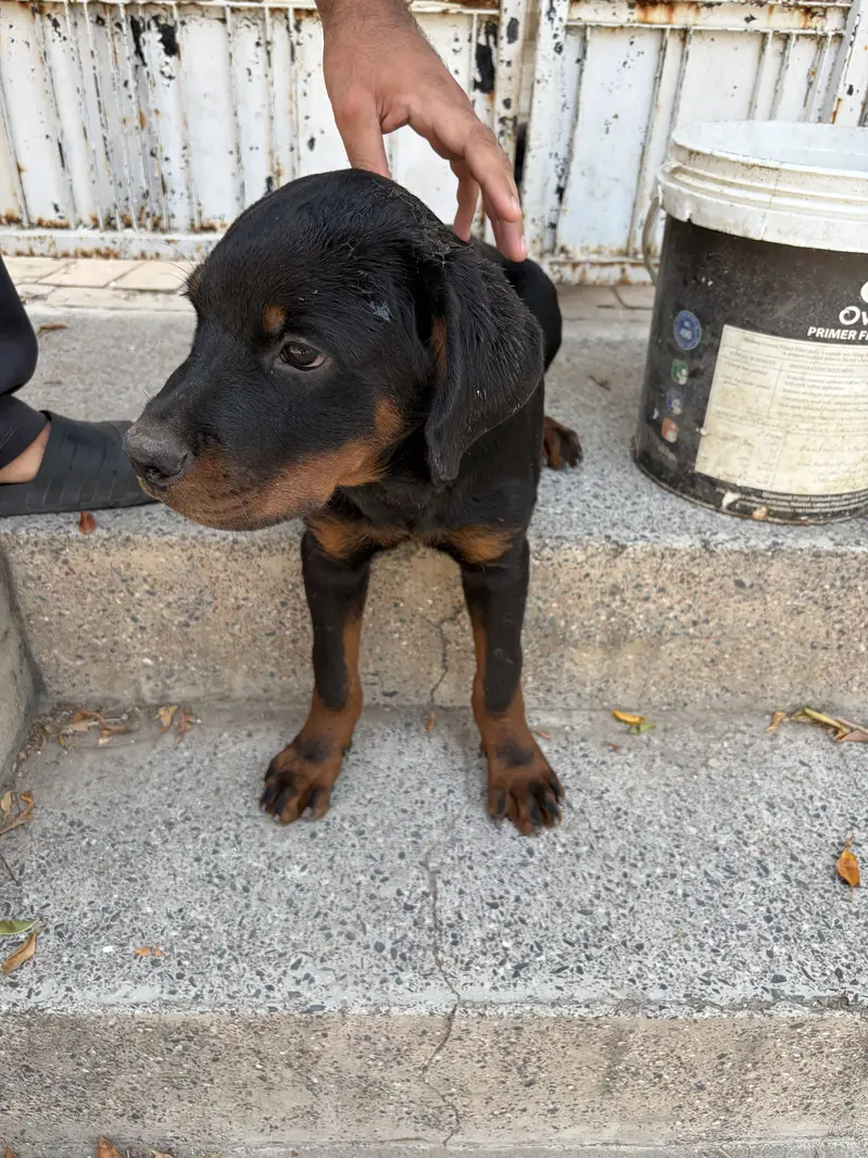 Rottweiler puppy for sale — photo 5