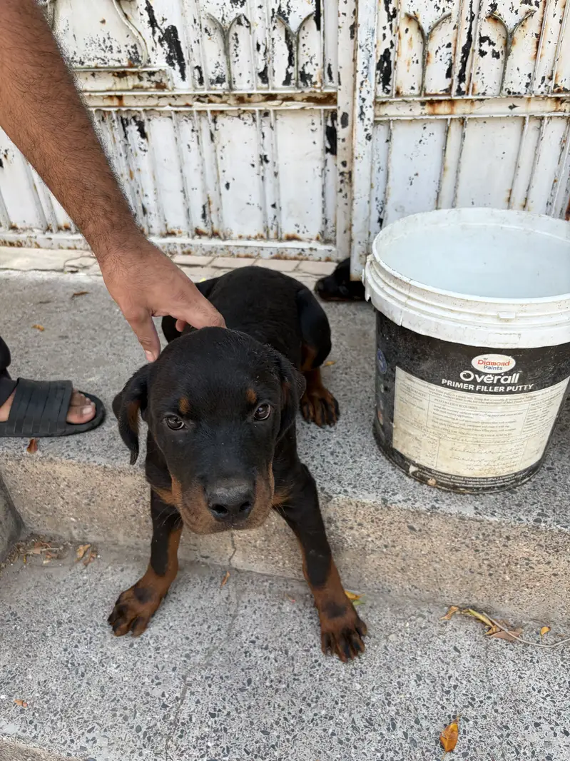 Rottweiler puppy for sale — photo 6