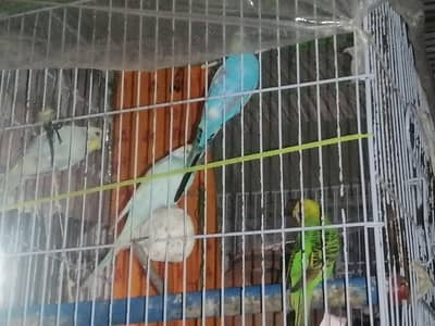 youg, ready to breading, budgies 2 pairs