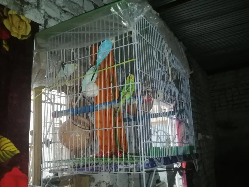 youg, ready to breading, budgies 2 pairs — photo 2