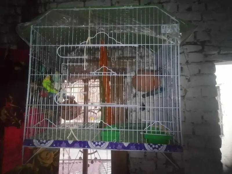 youg, ready to breading, budgies 2 pairs — photo 3