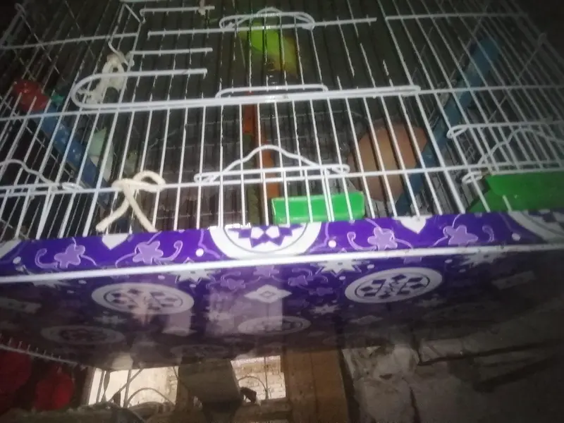 youg, ready to breading, budgies 2 pairs — photo 4