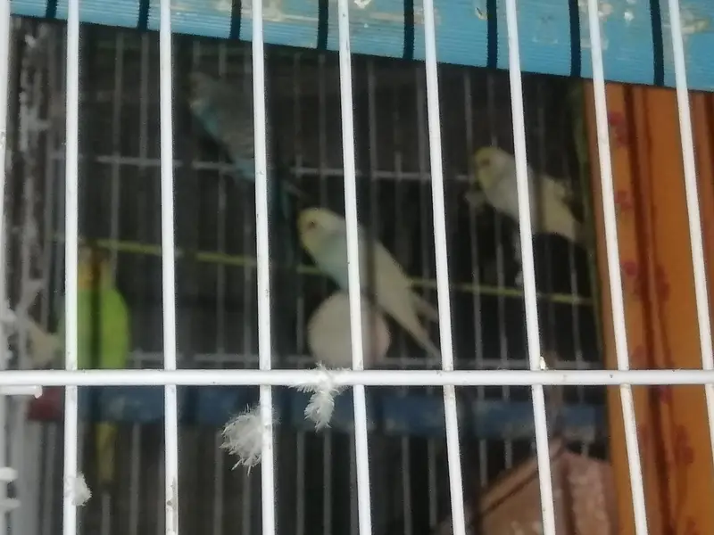 youg, ready to breading, budgies 2 pairs — photo 5