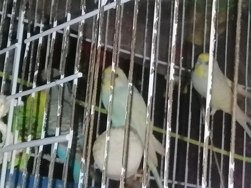 youg, ready to breading, budgies 2 pairs — photo 6