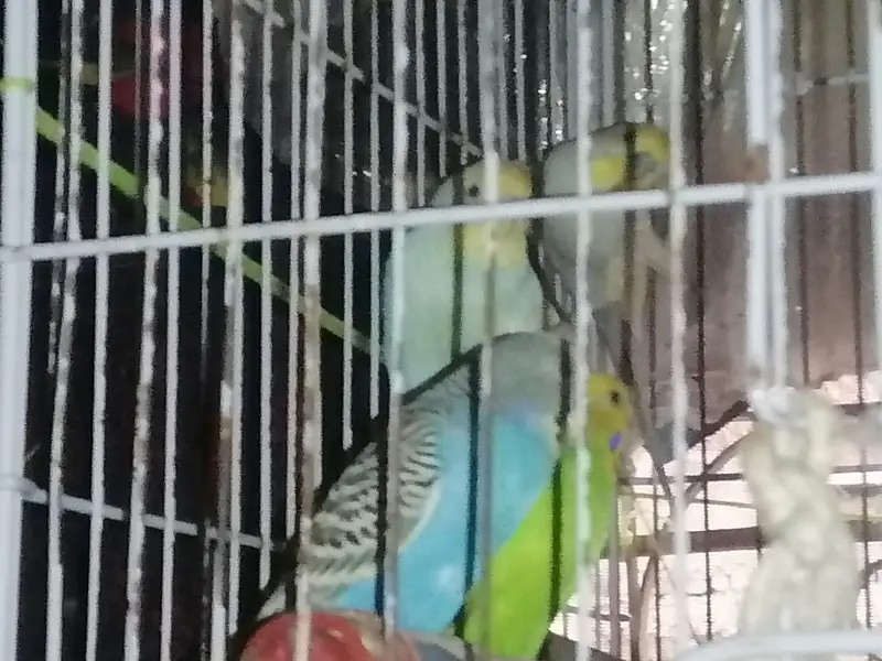 youg, ready to breading, budgies 2 pairs — photo 7