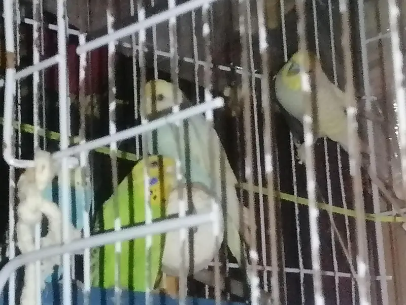 youg, ready to breading, budgies 2 pairs — photo 8