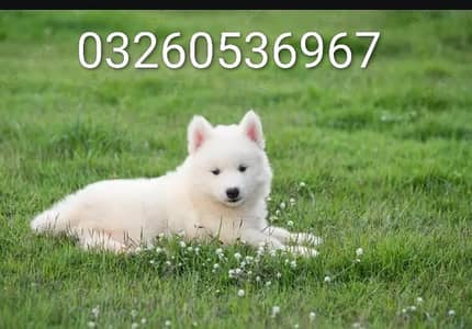 husky puppy dog for sale