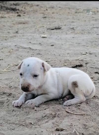 kohati gultair pink nose female puppy