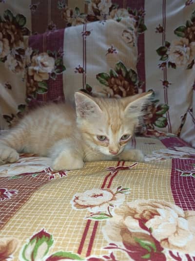 kittens