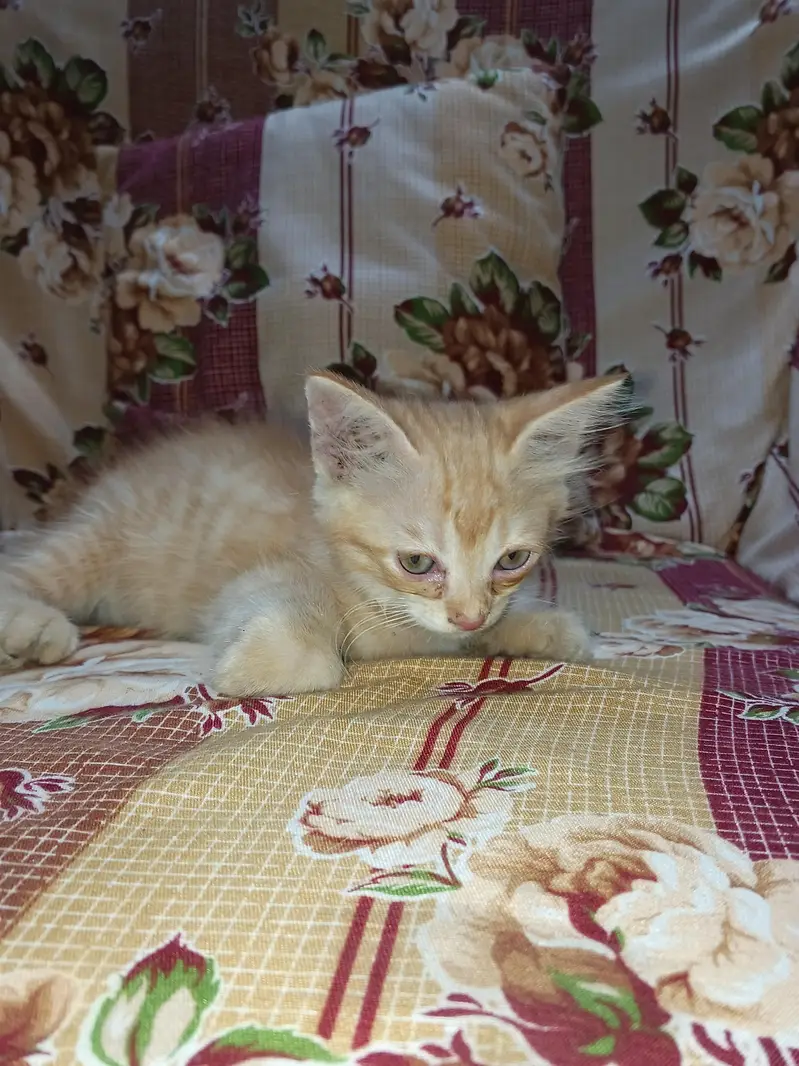 kittens