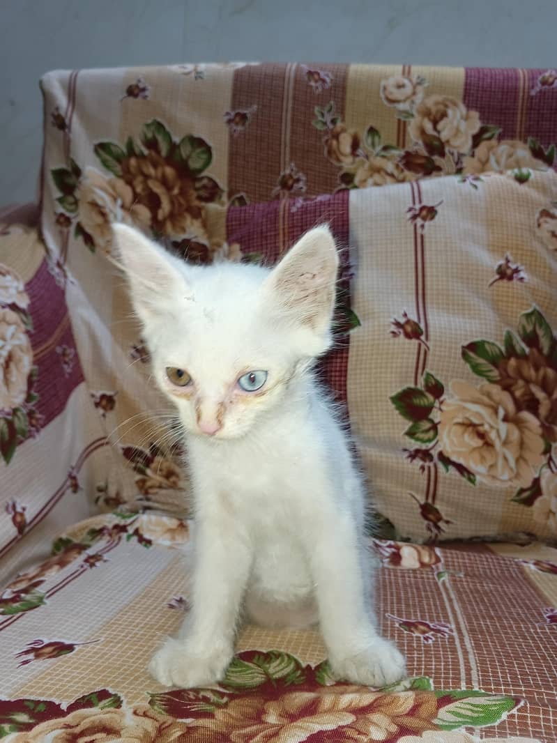 kittens 1