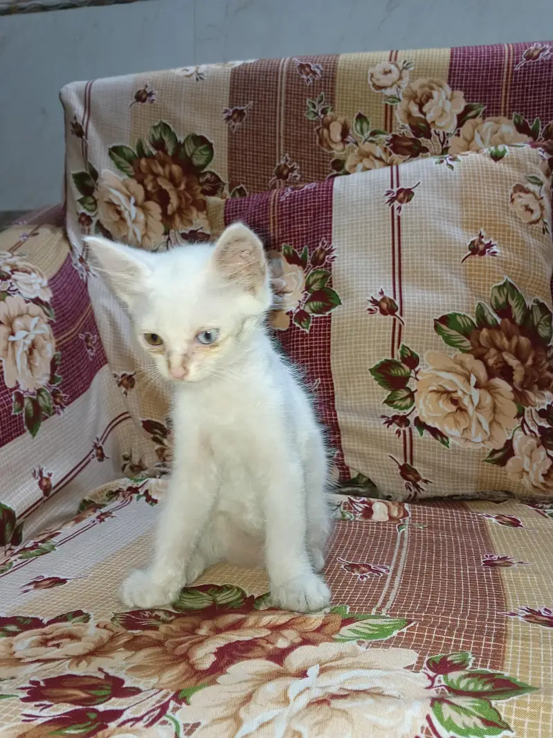 kittens — photo 3