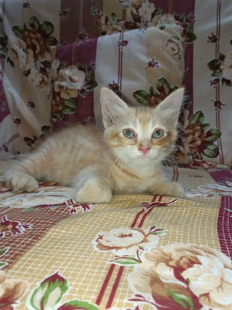 kittens — photo 4