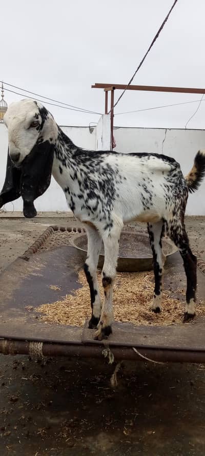 Makhacheni black female
