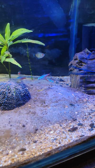 tetra fish for sale, neon, red eye and color tetra