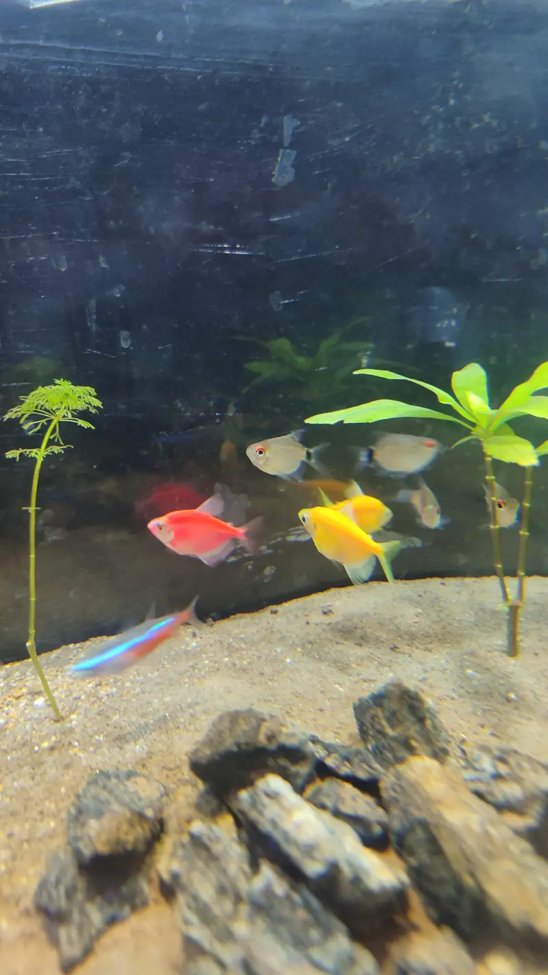 tetra fish for sale, neon, red eye and color tetra — photo 2