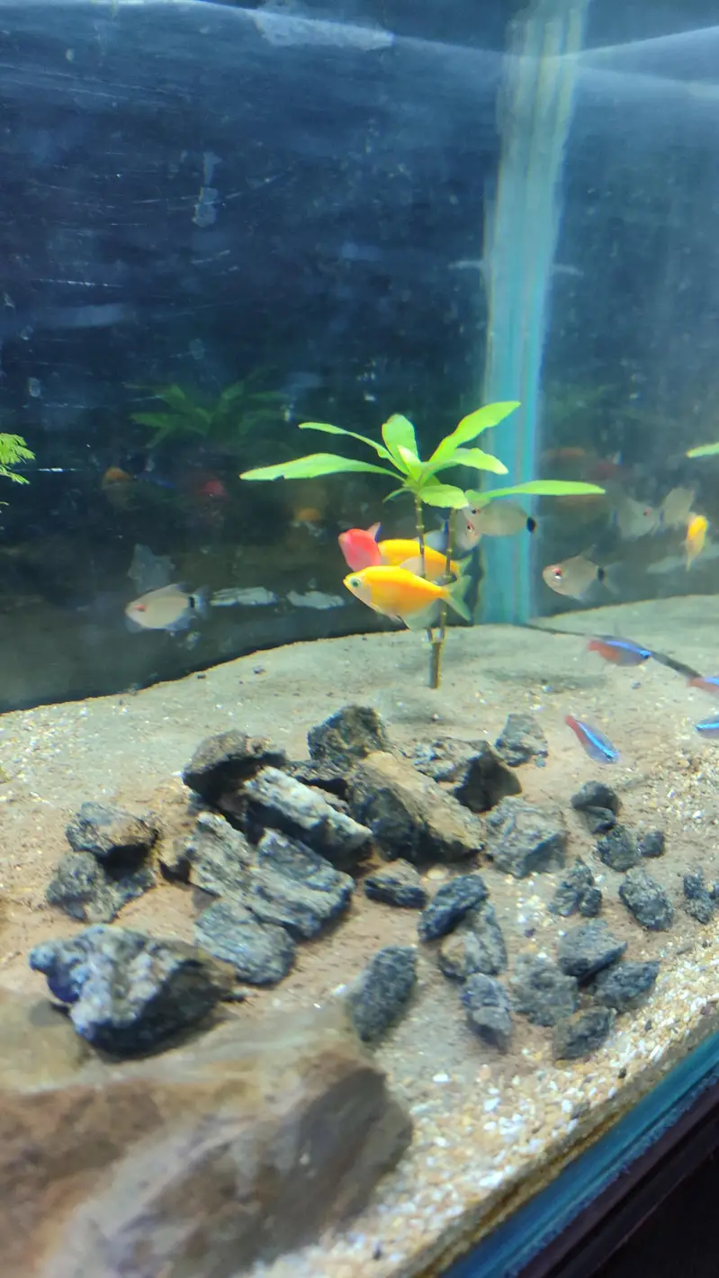 tetra fish for sale, neon, red eye and color tetra — photo 3