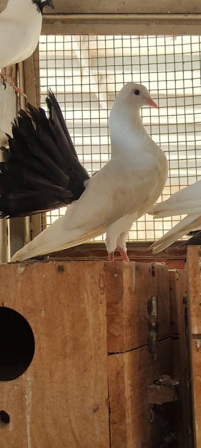 fancy pigeon patthe