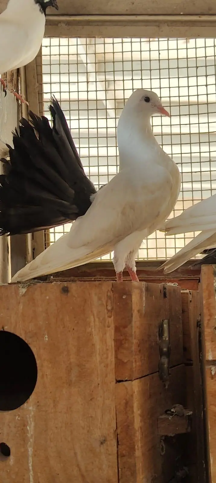 fancy pigeon patthe