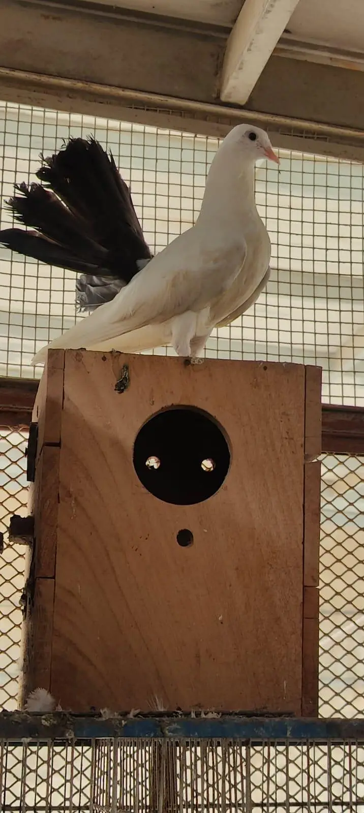 fancy pigeon patthe — photo 2