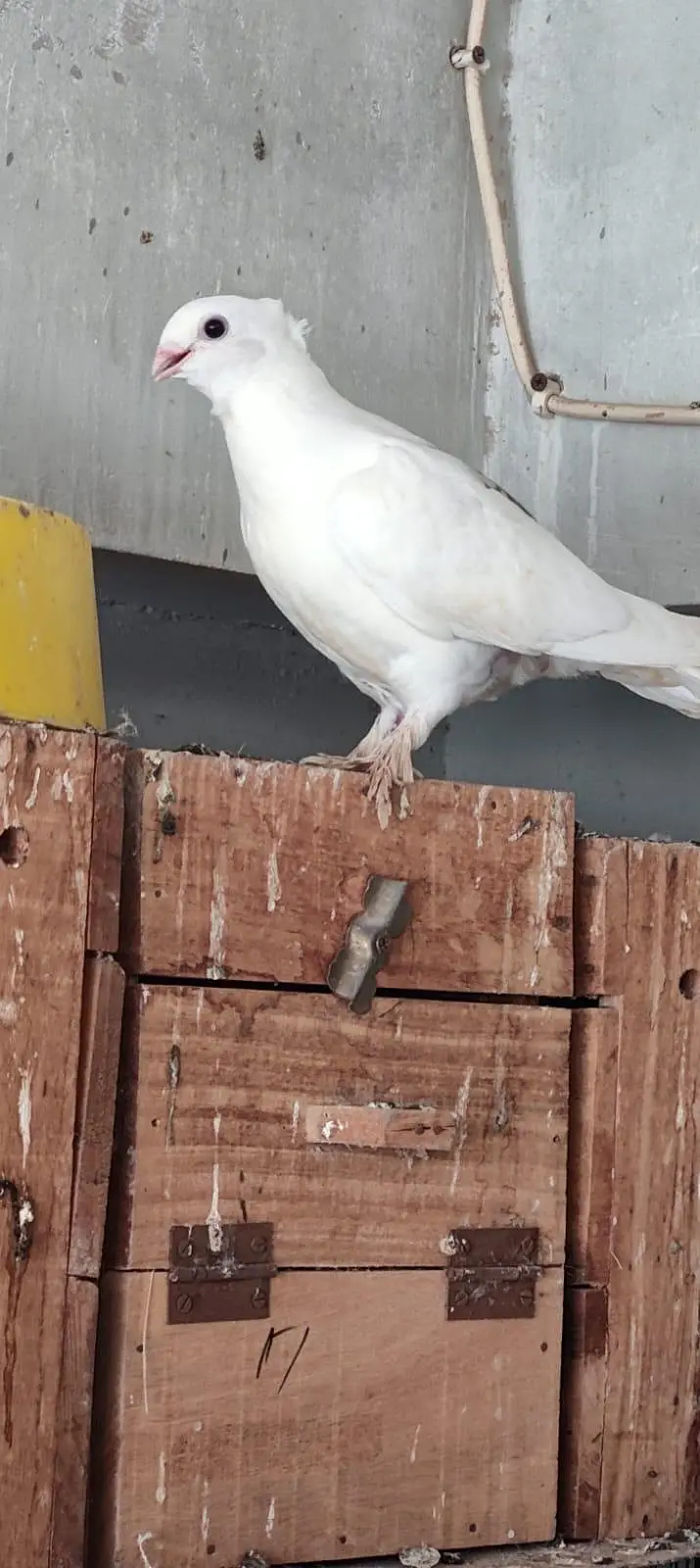 fancy pigeon patthe — photo 3