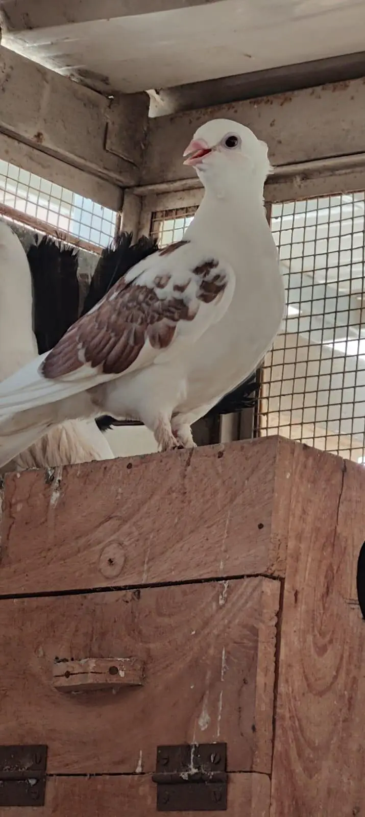 fancy pigeon patthe — photo 4