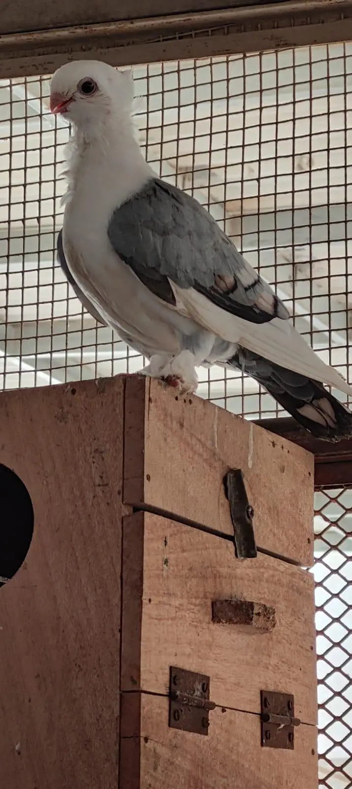 fancy pigeon patthe — photo 5