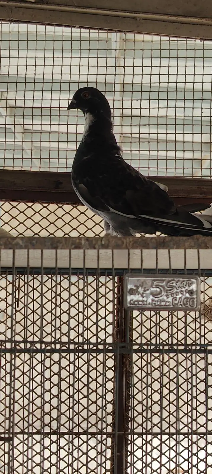 fancy pigeon patthe — photo 6