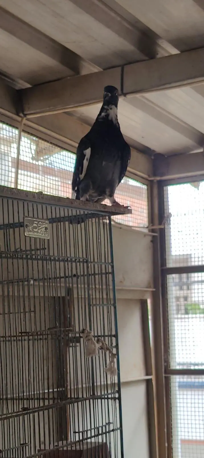 fancy pigeon patthe — photo 7