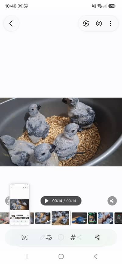 African grey chicks available price one pic