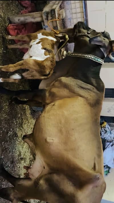 Cow for sale