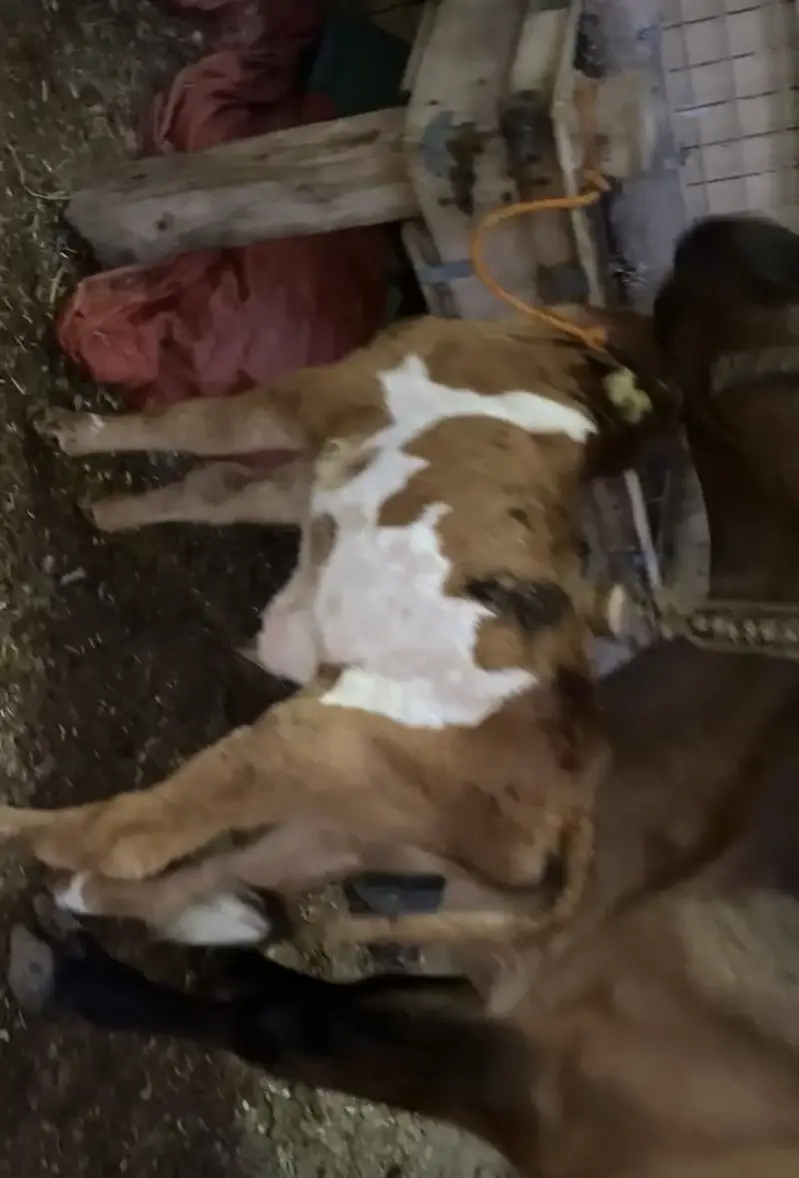 Cow for sale — photo 3