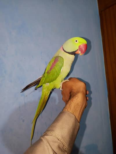 Raw Male Jambo Size For Sale