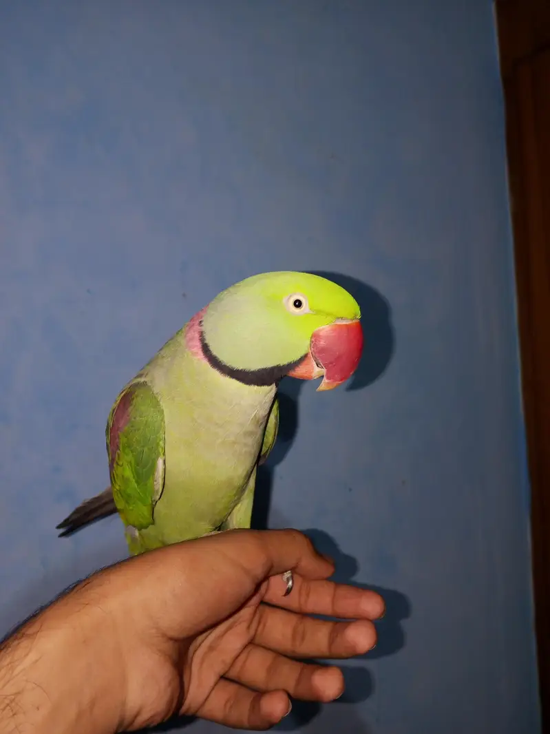 Raw Male Jambo Size For Sale — photo 2