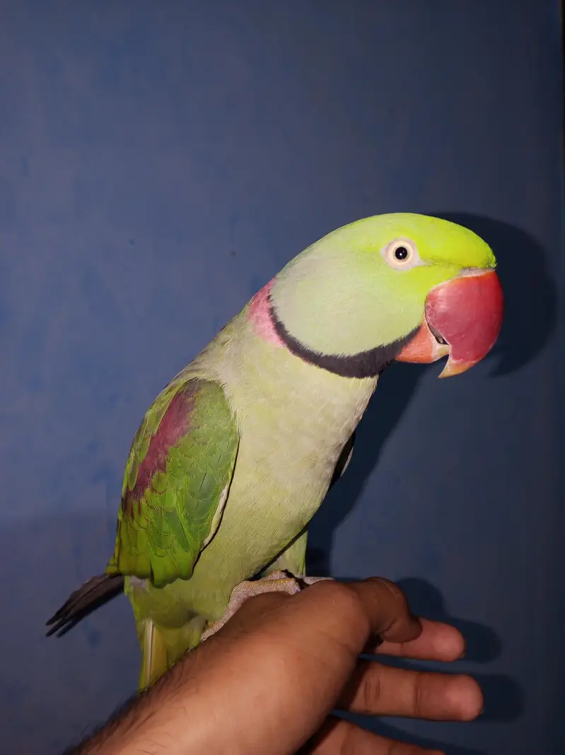 Raw Male Jambo Size For Sale — photo 3