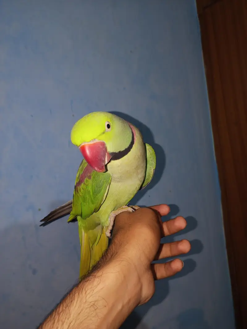 Raw Male Jambo Size For Sale — photo 4