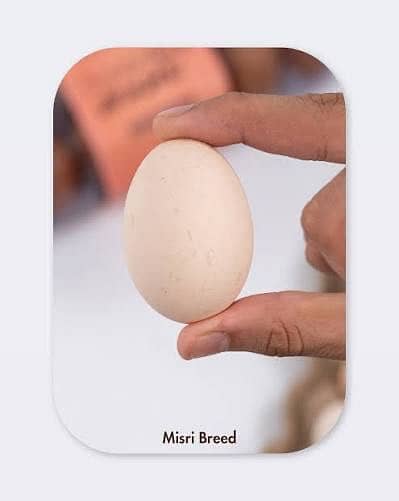 Desi eggs available