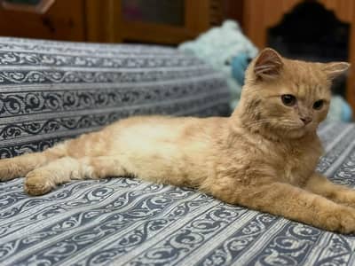 Persian Kitten