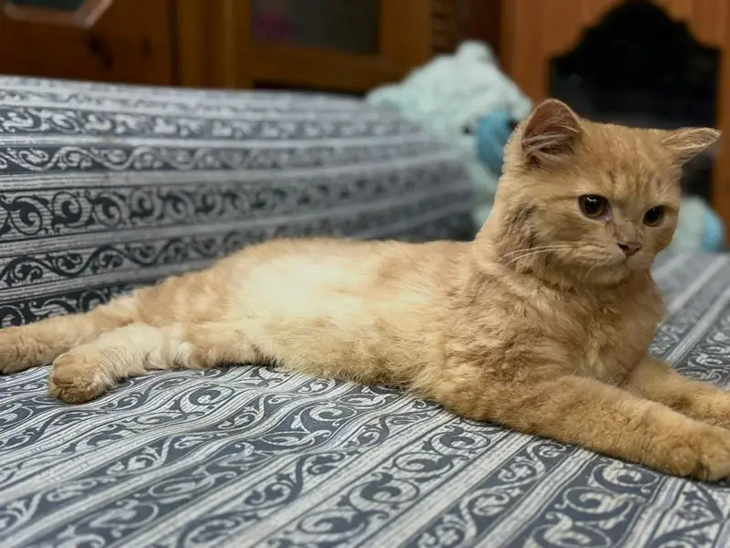 Persian Kitten