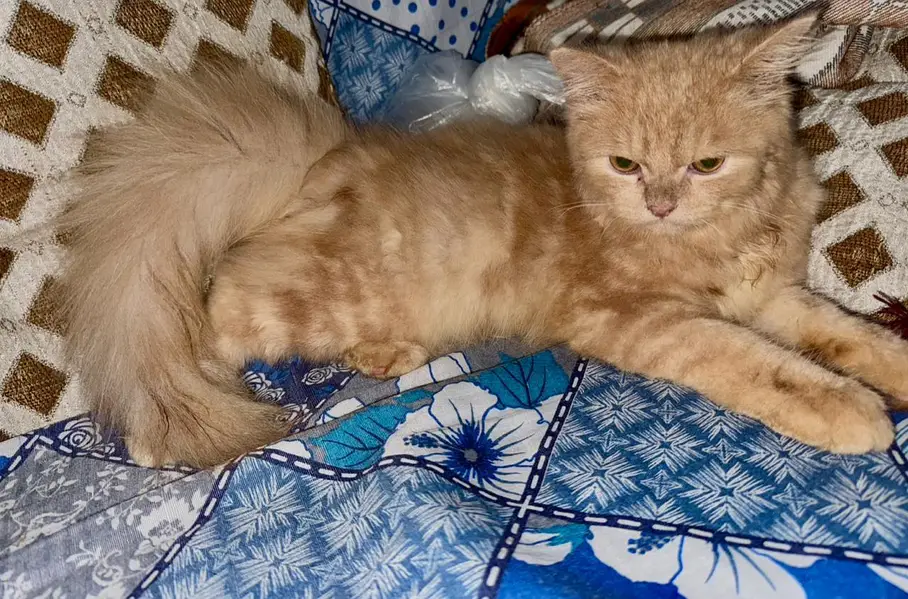 Persian Kitten — photo 2