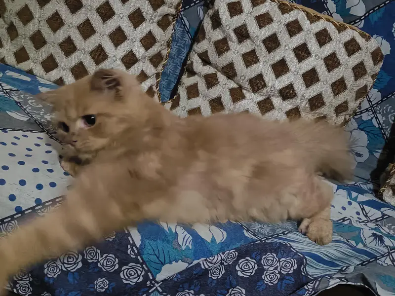 Persian Kitten — photo 3