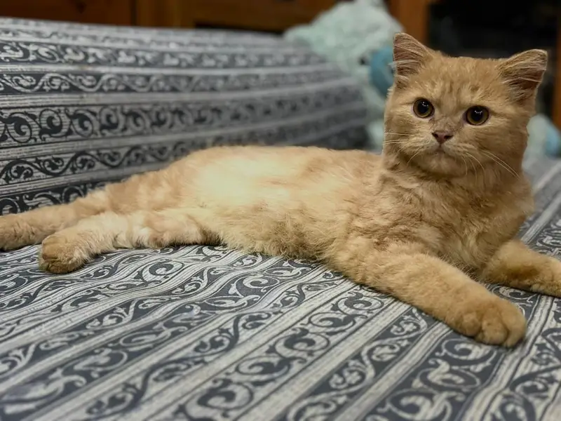 Persian Kitten — photo 4