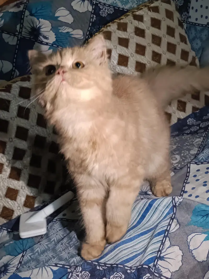 Persian Kitten — photo 5