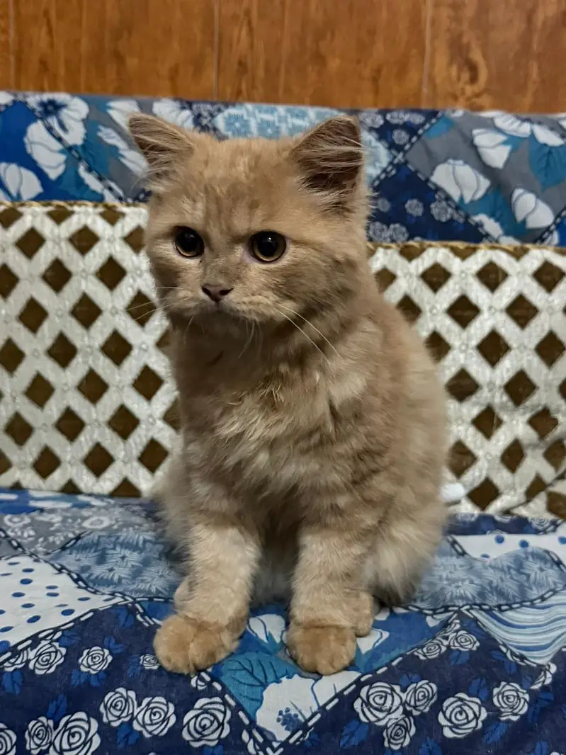 Persian Kitten — photo 6
