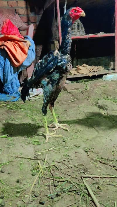 shamo