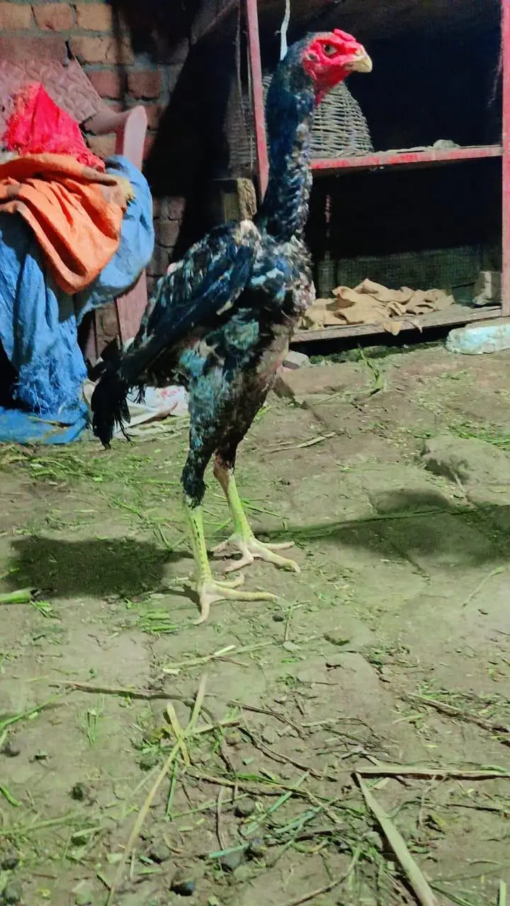 shamo