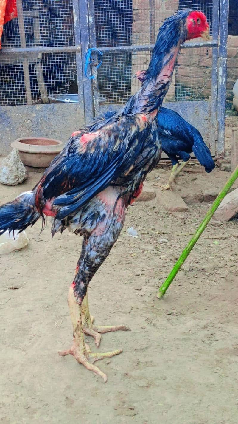 shamo 4