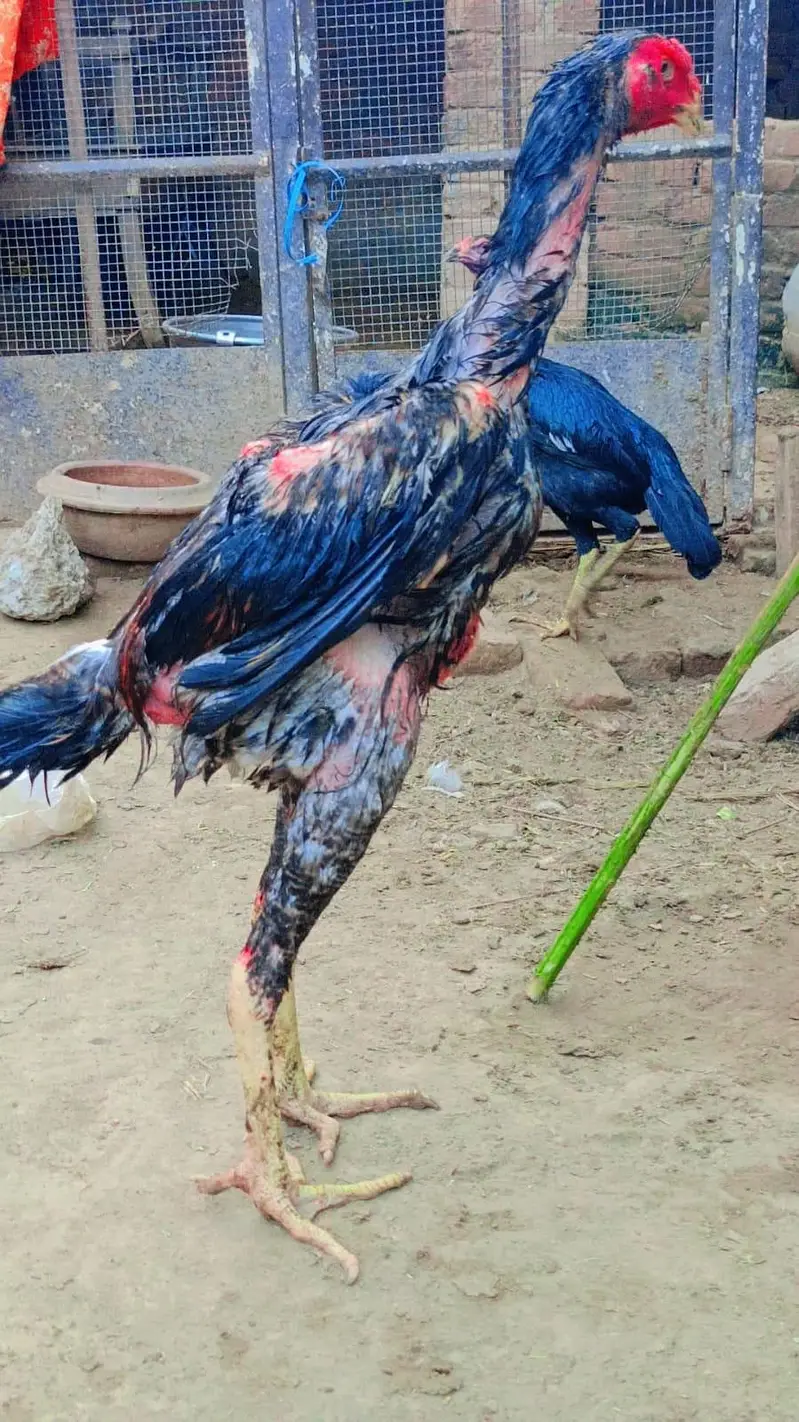 shamo — photo 5