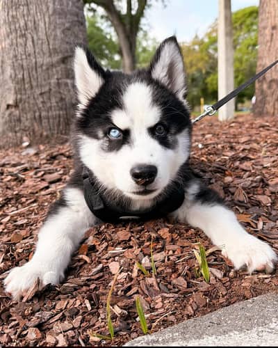 Siberian husky for sale vaccinated